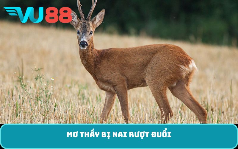 Mơ thấy bị nai rượt đuổi