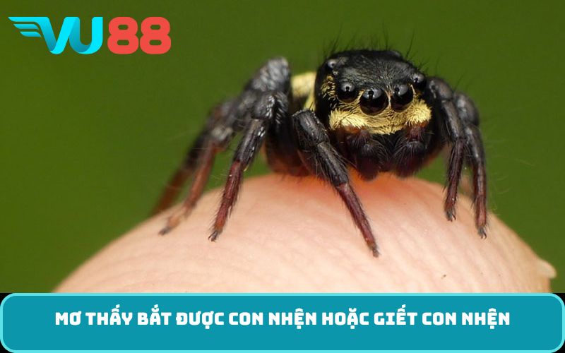 Mơ thấy bắt được con nhện hoặc giết con nhện
