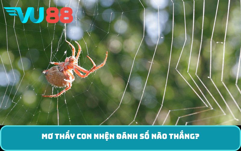Mơ thấy con nhện đánh số nào thắng?