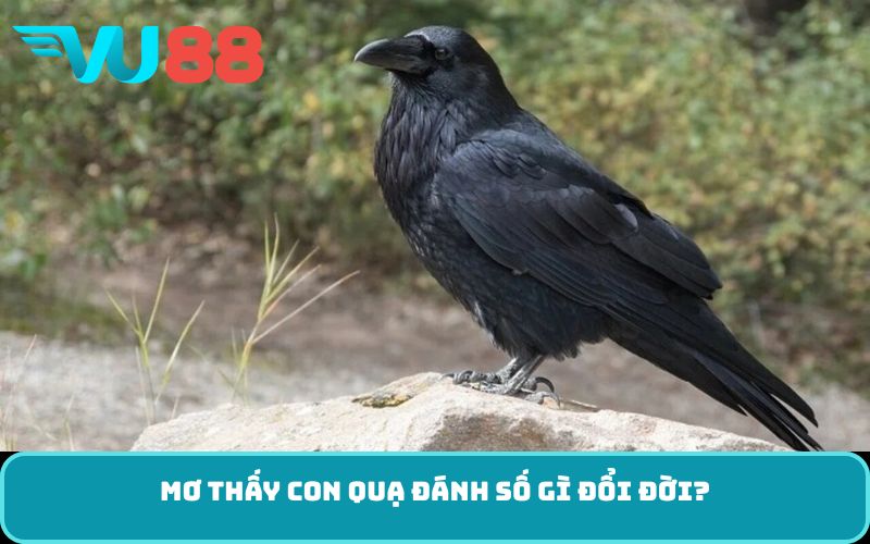 Mơ thấy con quạ đánh số gì đổi đời?