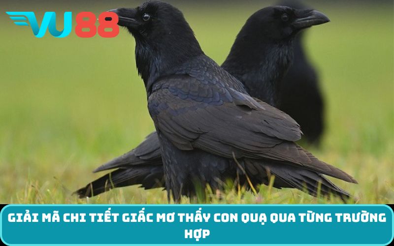 Giải mã chi tiết giấc mơ thấy con quạ qua từng trường hợp