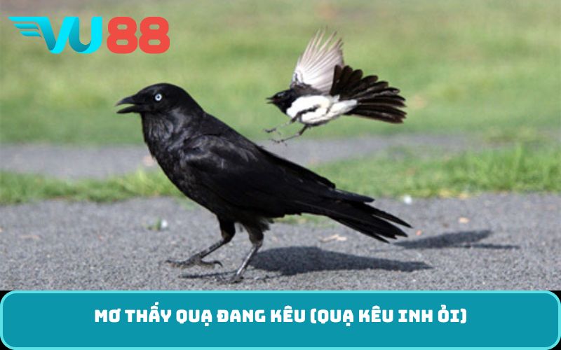 Mơ thấy quạ đang kêu (quạ kêu inh ỏi)