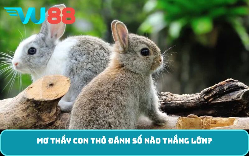 Mơ thấy con thỏ đánh số nào thắng lớn?