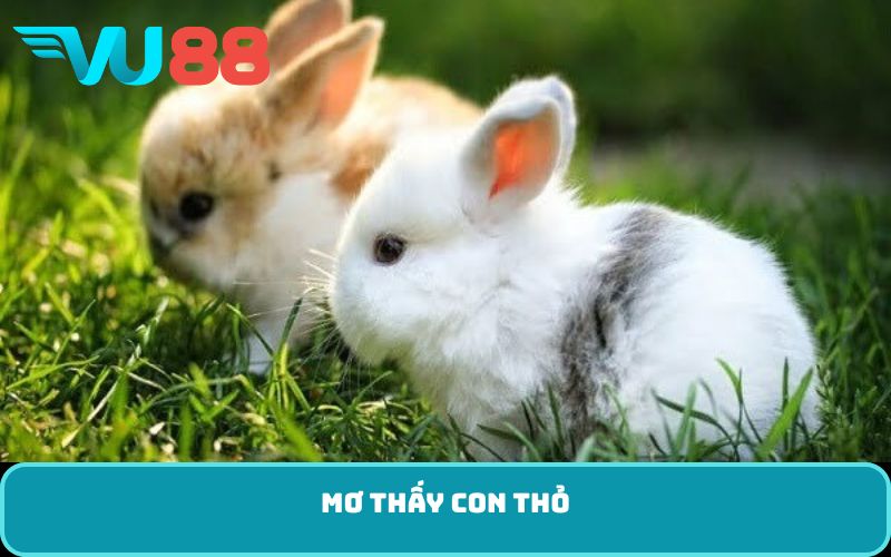 Mơ thấy con thỏ