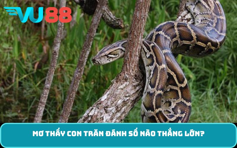 Mơ thấy con trăn đánh số nào thắng lớn?