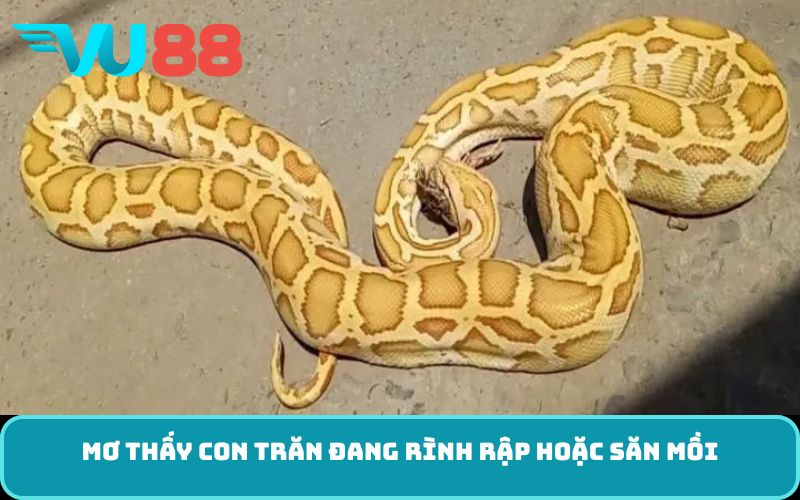 Mơ thấy con trăn đang rình rập hoặc săn mồi
