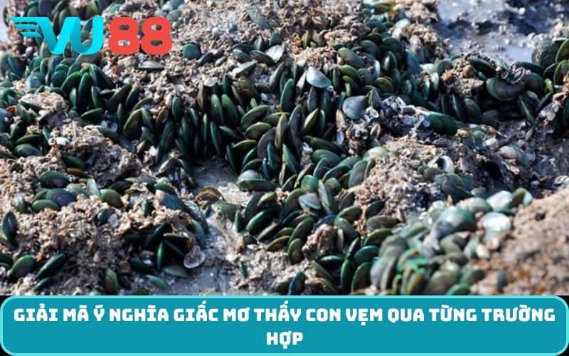 Giải mã ý nghĩa giấc Mơ thấy con vẹm qua từng trường hợp