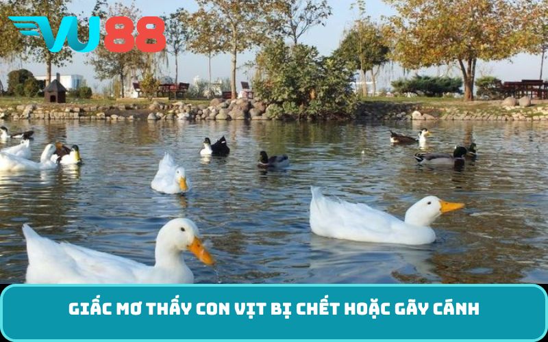 Giấc mơ thấy con vịt bị chết hoặc gãy cánh