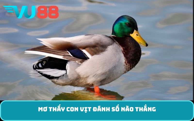 Mơ thấy con vịt đánh số nào thắng